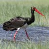 Stork, Black