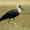 Stork, Wooly-necked