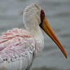 Stork, Yellow billed