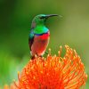 Sunbird, Lesser Double-collared