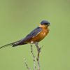 Swallow, Red-breasted