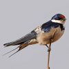 Swallow, White-throated