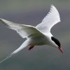 Tern, Arctic