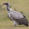 Vulture, African White-backed