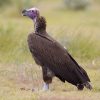 Vulture, Lappet-faced