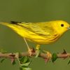 Warbler, Yellow