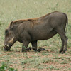 Warthog