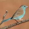 Waxbill, Blue