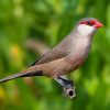 Waxbill, Common