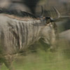 Wildebeest, blue