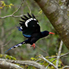 Woodhoopoe, Red-billed