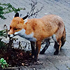 Fox, Vulpes (red)