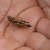 Grasshopper