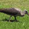 Ibis, Glossy (Hadeda)