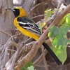 Oriole, Hooded