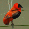 Red Bishop Bird