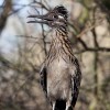 Roadrunner, greater