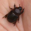 Rose Beetle