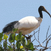 Ibis, Sacred