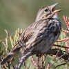 Sparrow, Savanna