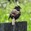 Sparrow, White-crowned