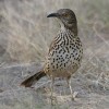 Grey thrasher