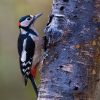 Woodpecker, Great spotted