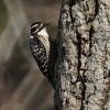 Woodpecker, Nutall’s